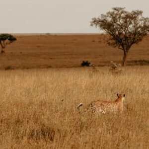 🦁✨ The Ultimate 7-Day Serengeti Safari – A Wild African Adventure Awaits! ✨🦁