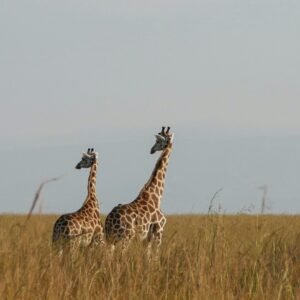 🌍✨ The Ultimate 7-Day Cameroon Safari Adventure – From Yaoundé to the Wild! ✨🌍
